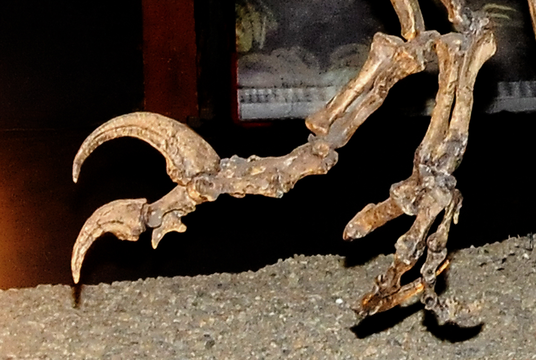 megaraptor fossil
