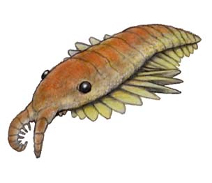 http://vignette2.wikia.nocookie.net/dinosaurs/images/a/a2/Peytoia.jpg/revision/latest?cb=20140128230516