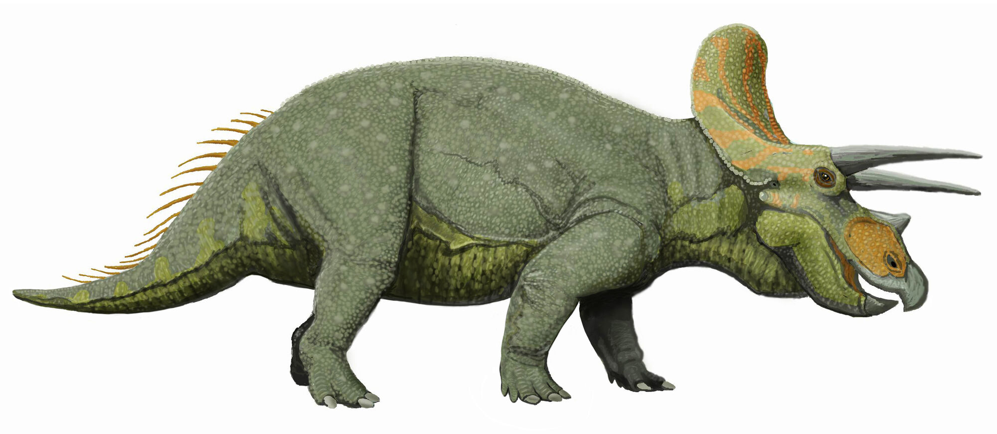 types of dinosaurs triceratops