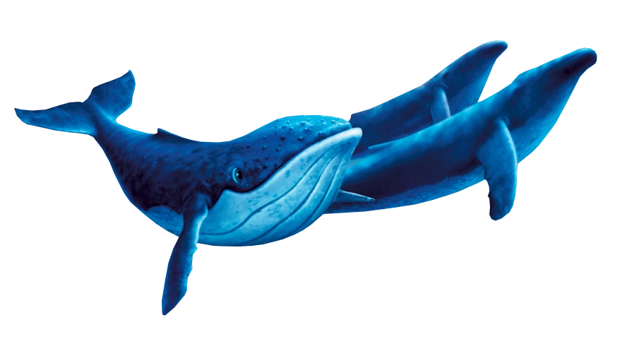 Humpback Whales | Disney Wiki | Fandom powered by Wikia