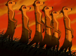 Meerkats