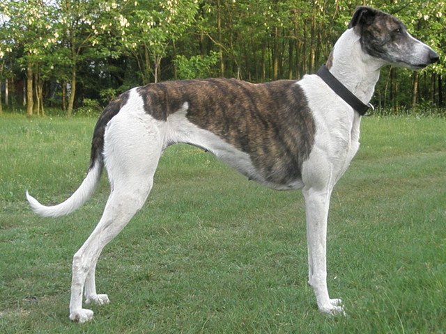 http://vignette2.wikia.nocookie.net/dogs-cats/images/3/35/Magyar_ag%C3%A1r_2..jpg/revision/latest?cb=20121203195136