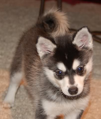 Alaskan Klee Kai Dogs and Cats Wiki Fandom powered by Wikia Alaskan Klee Kai Dogs and Cats Wiki Fandom powered by Wikia