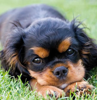 cavalier king charles spaniel price cavalier king charles spaniel price