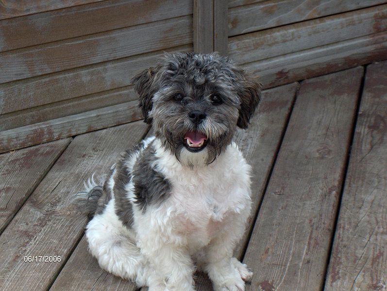 shih poodle poo mix shihpoo tzu dogs toy puppies dog poodles chihuahua grown teacup yorkie puppy pugapoo poos facts between