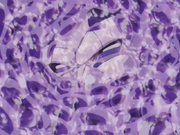Baby en los tejidos de vegeta.png