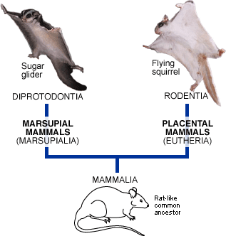 Evolution of the Flying Squirrel | DragonflyIssuesInEvolution13 Wiki