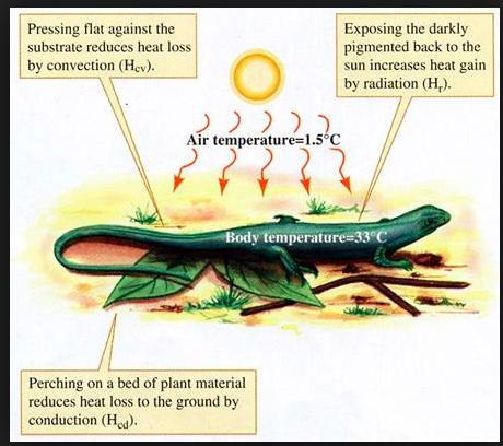 Leopard Gecko - VK & NM | Ectotherms Wiki | Fandom powered by Wikia