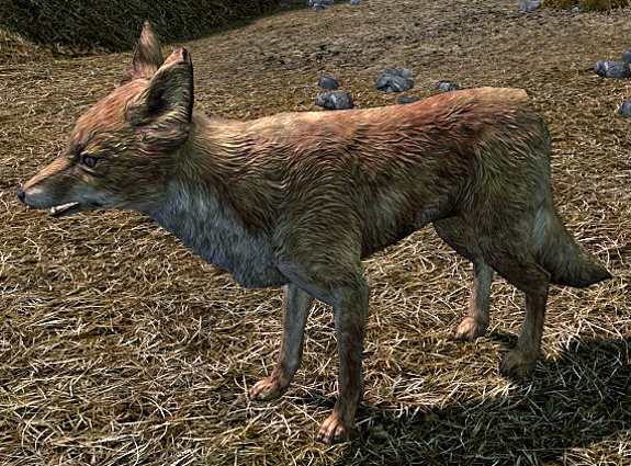 Fox (Skyrim) | Elder Scrolls | FANDOM powered by Wikia