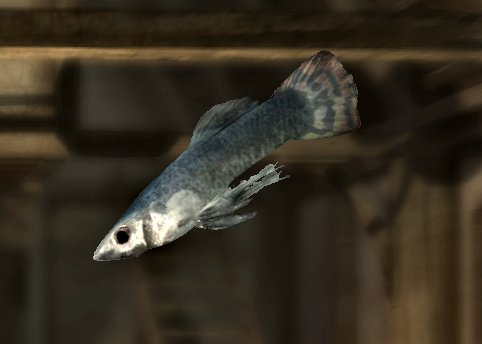 http://vignette2.wikia.nocookie.net/elderscrolls/images/7/7d/Abecean_longfish.jpg/revision/latest?cb=20111114162708