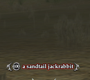 A sandtail jackrabbit (Commonlands)