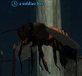 Soldier bee.jpg