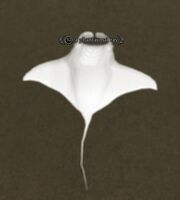 A phantasmal ray