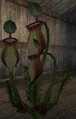 Pitcher plant (Visible).jpg