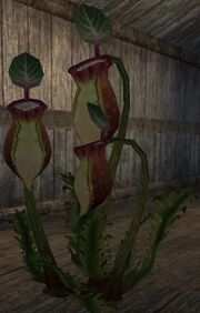 Pitcher plant (Visible)