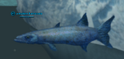 A mature barracuda