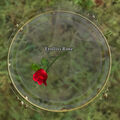Erollisi Rose.jpg