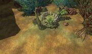 Tox druid ring