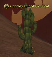 A prickly spined succulent