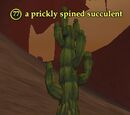 A prickly spined succulent