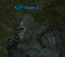 Tangor