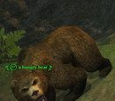 A hungry bear