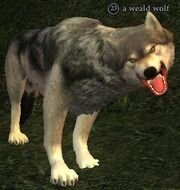 A weald wolf