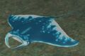 Race mantaray.jpg