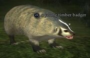 Young timber badger