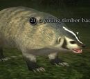 A young timber badger