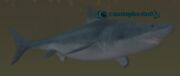 A terrorspine shark