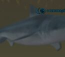 A terrorspine shark