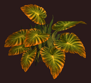 Handamaleaf Shrub (Visible)