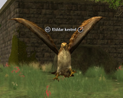 Elddar kestrel