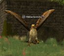 Elddar kestrel