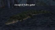 Escaped baby gator