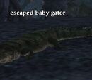 Escaped baby gator