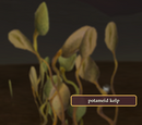 Help Is in the Kelp