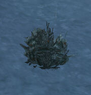 Frozen Parsnip Plant