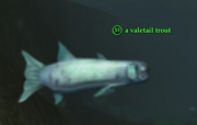 A valetail trout
