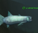A valetail trout