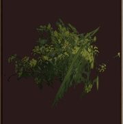 Goahmariherb2