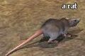 A rat.jpg