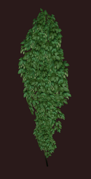 Healthy Hops Vine