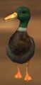 Race duck.jpg