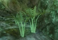 A fern (Enchanted Naiad Grotto).png