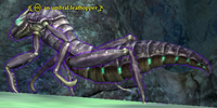 An umbral leafhopper