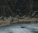 Nipik's Haven