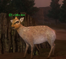 A valley deer