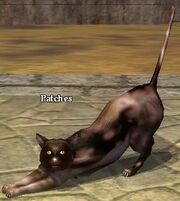 Patches